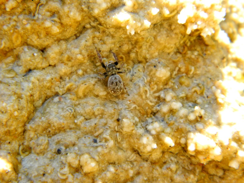 Salticidae da spiaggia